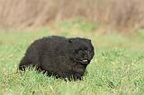CHOW CHOW 297